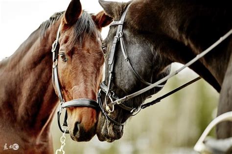 人和馬做愛